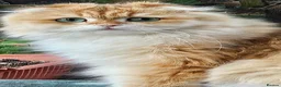 British Longhair cats for sale: British Longhaired Cats and Scottish Fold Cats in London - Advert 9