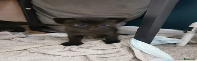 Mixed Breed Kitten 2