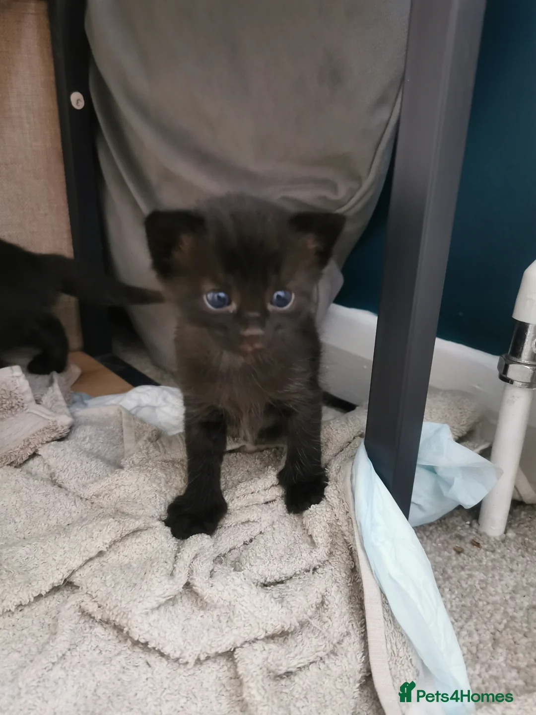 Mixed Breed cats for sale: 3 mixed breed kittens - Advert 2