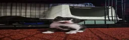 Mixed Breed cats for sale: Kittens for sale  - Advert 6