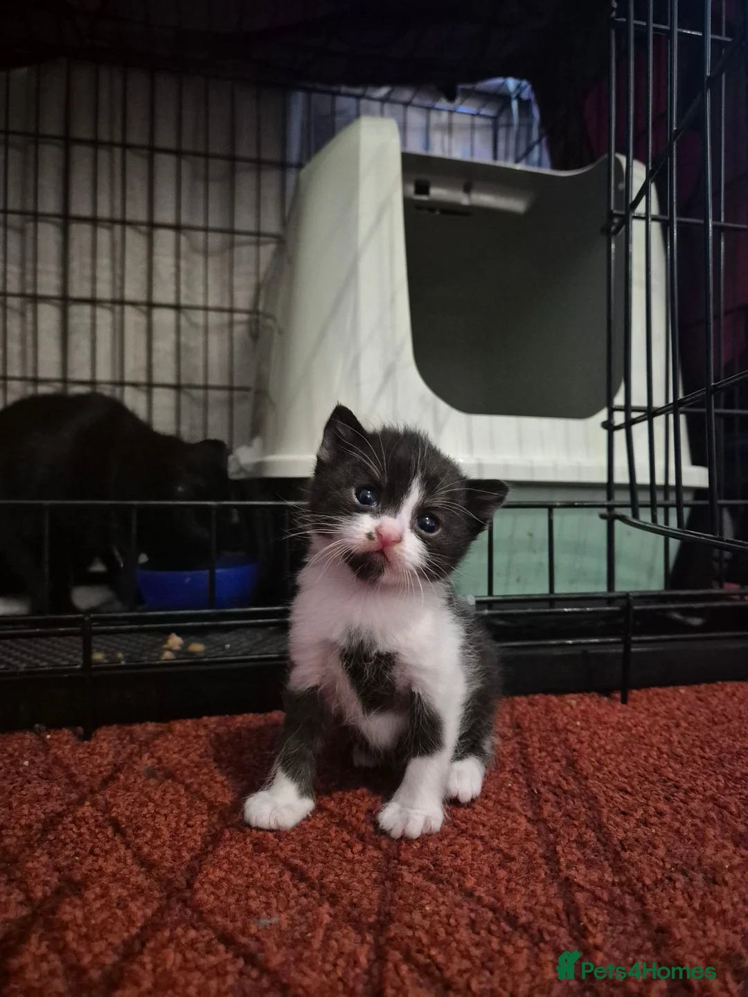 Mixed Breed cats for sale: Kittens for sale  - Advert 6