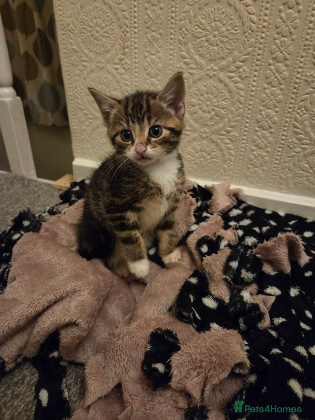 Domestic Shorthair cats for sale: Gorgeous black and tabby kittens - Advert 5