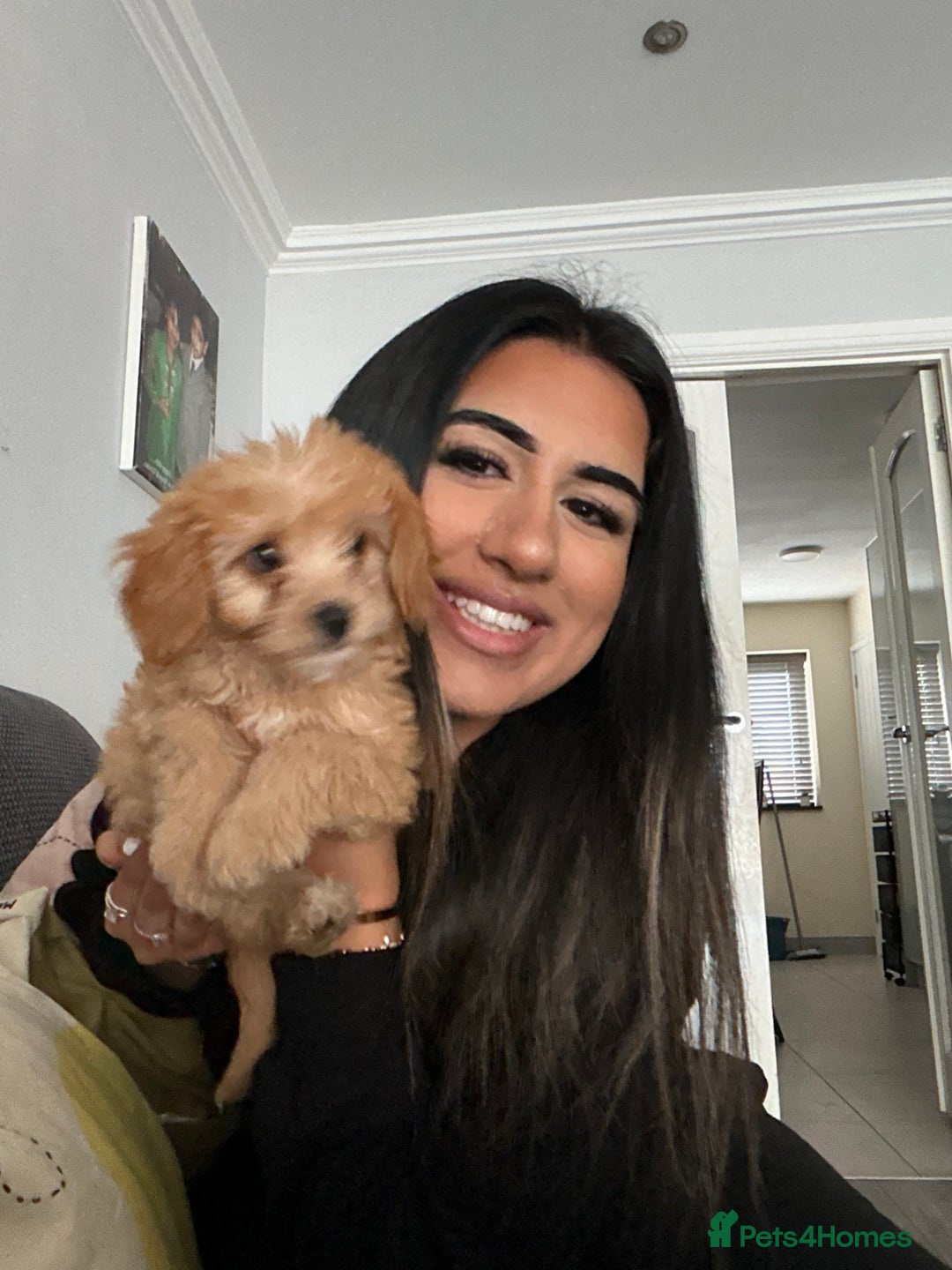 Cavapoo dogs for sale: Ace Puppy - Image 5