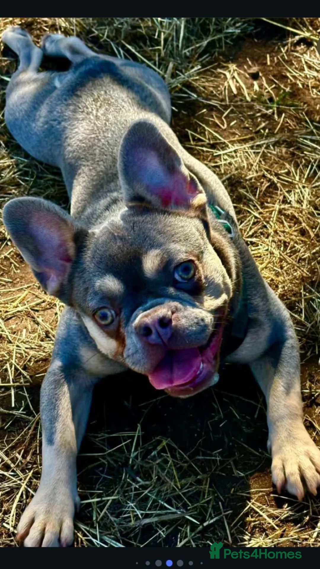 French Bulldog dogs for sale: Male French bulldog puppy in Walsall - Advert 10