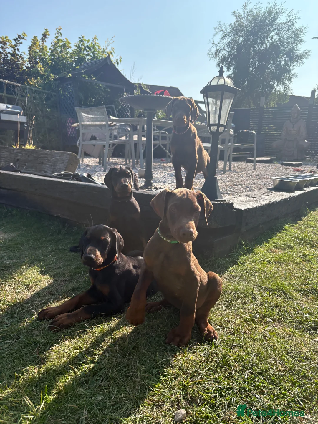 Dobermann dogs for sale: Exceptional Pedigree Doberman pups for sale  - Advert 1