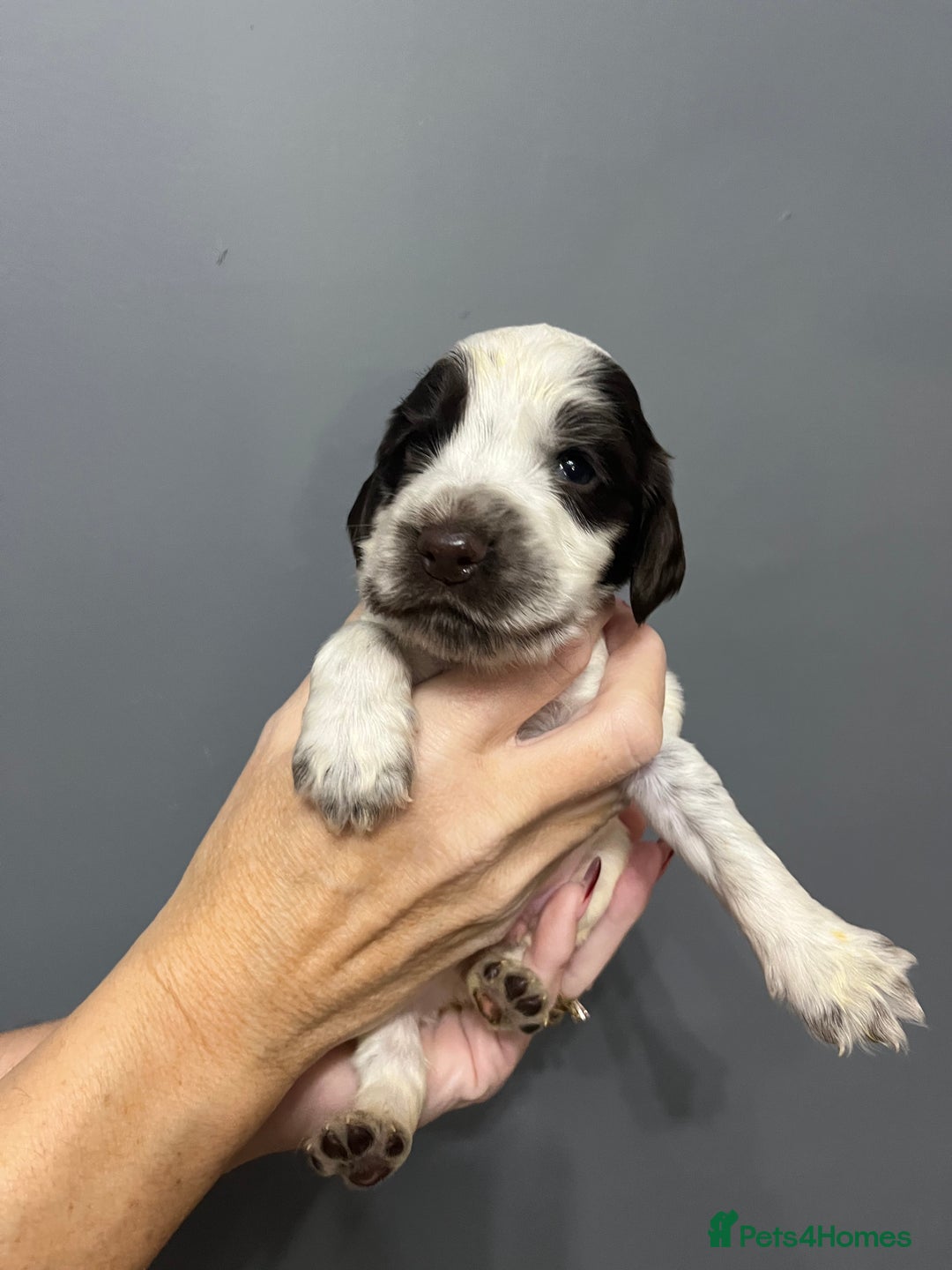 Cocker Spaniel dogs for sale: KC REG SHOW COCKER SPANIEL PUPS - Advert 2