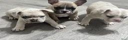 French Bulldog dogs for sale: 1 male French Bulldog Pup left  - Advert 10