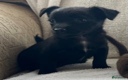 Jack Russell dogs for sale: Miniature Jack Russel’s - Image 4