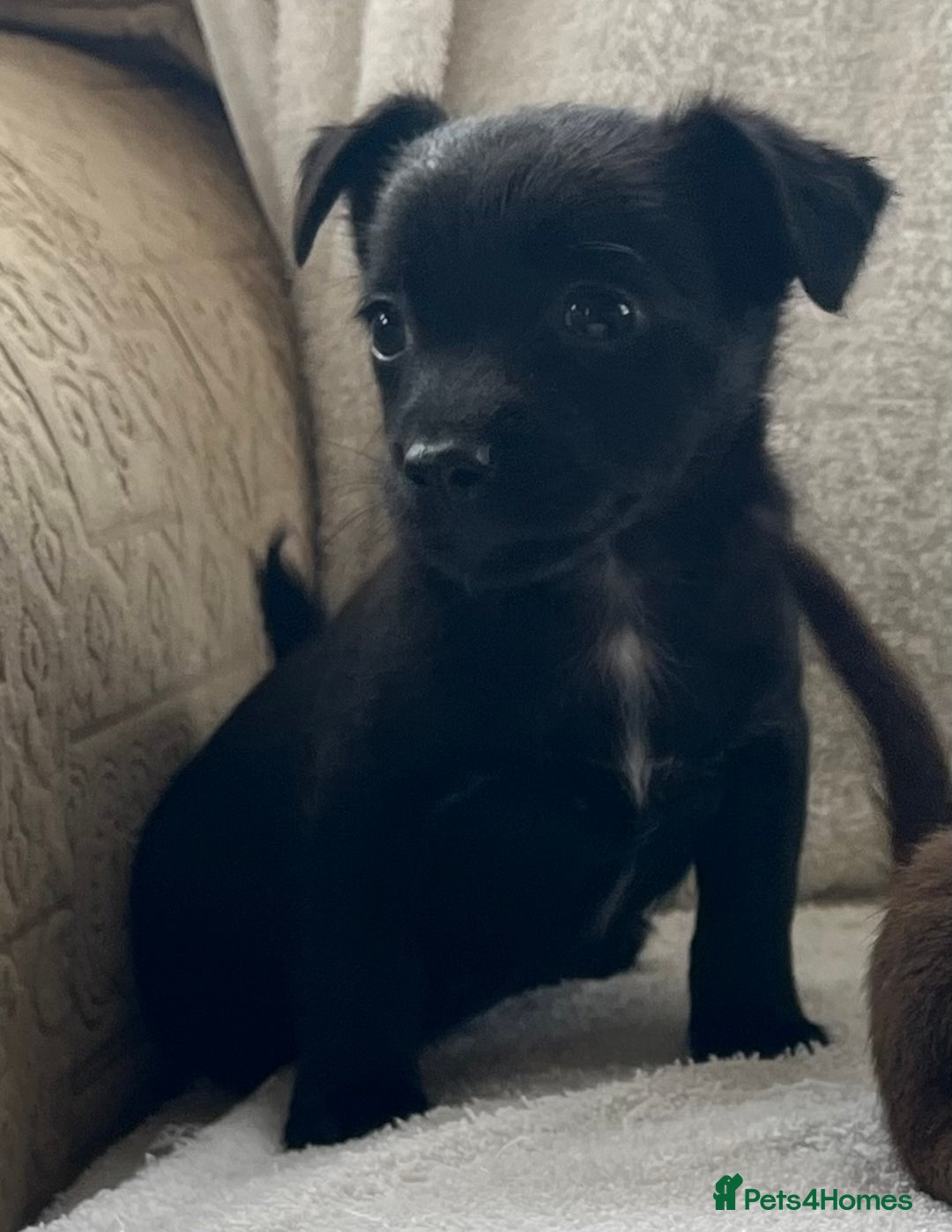 Jack Russell dogs for sale: Miniature Jack Russel’s - Image 4