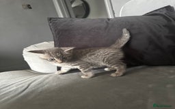 Mixed Breed cats for sale: Grey mixed short hair kittens  - Image 3