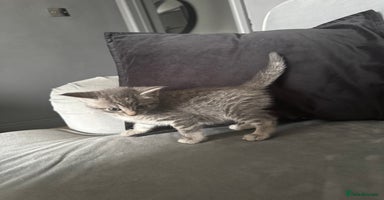 Mixed Breed cats - Advert 3