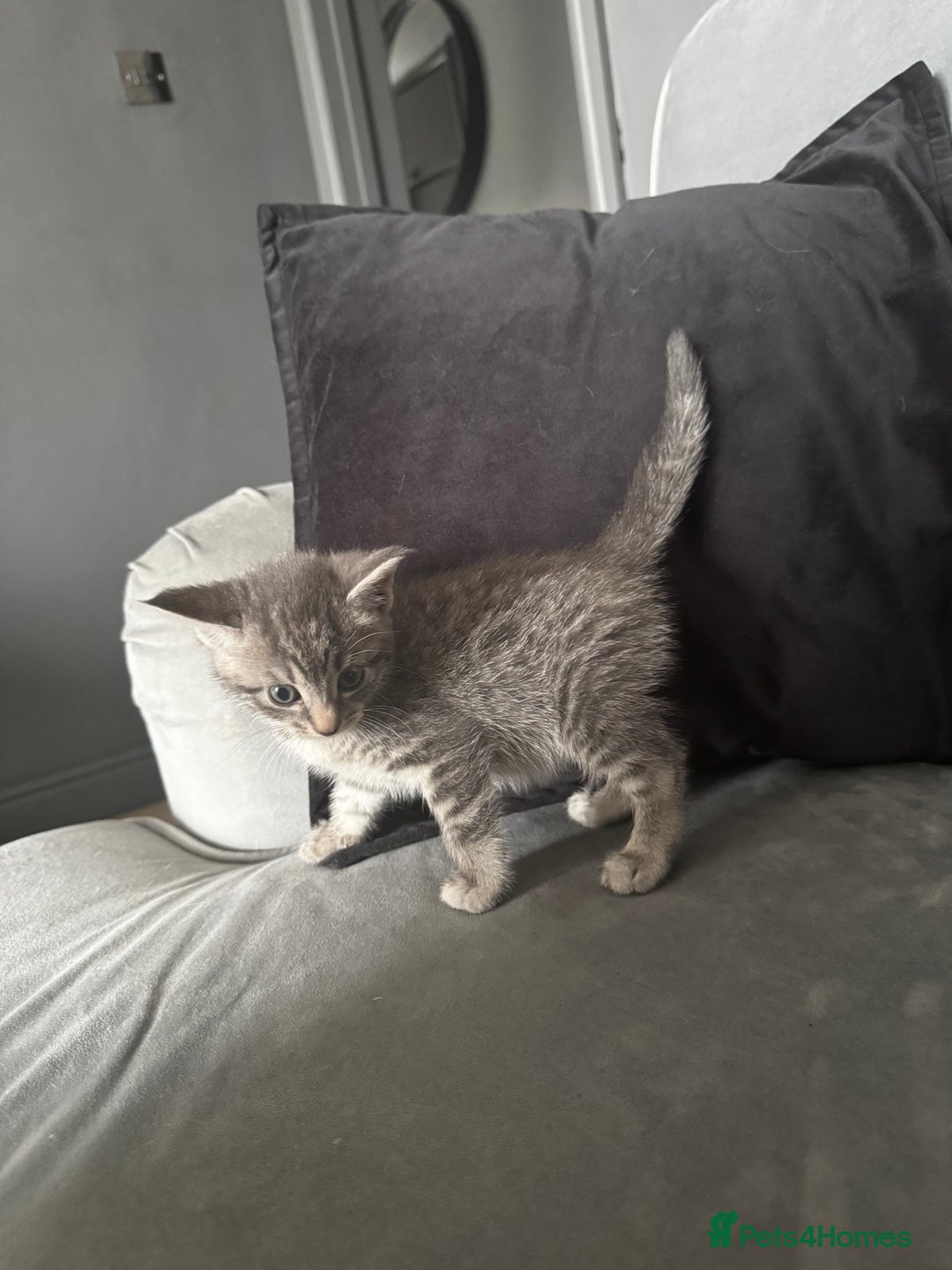 Mixed Breed cats for sale: Grey mixed short hair kittens  - Image 3