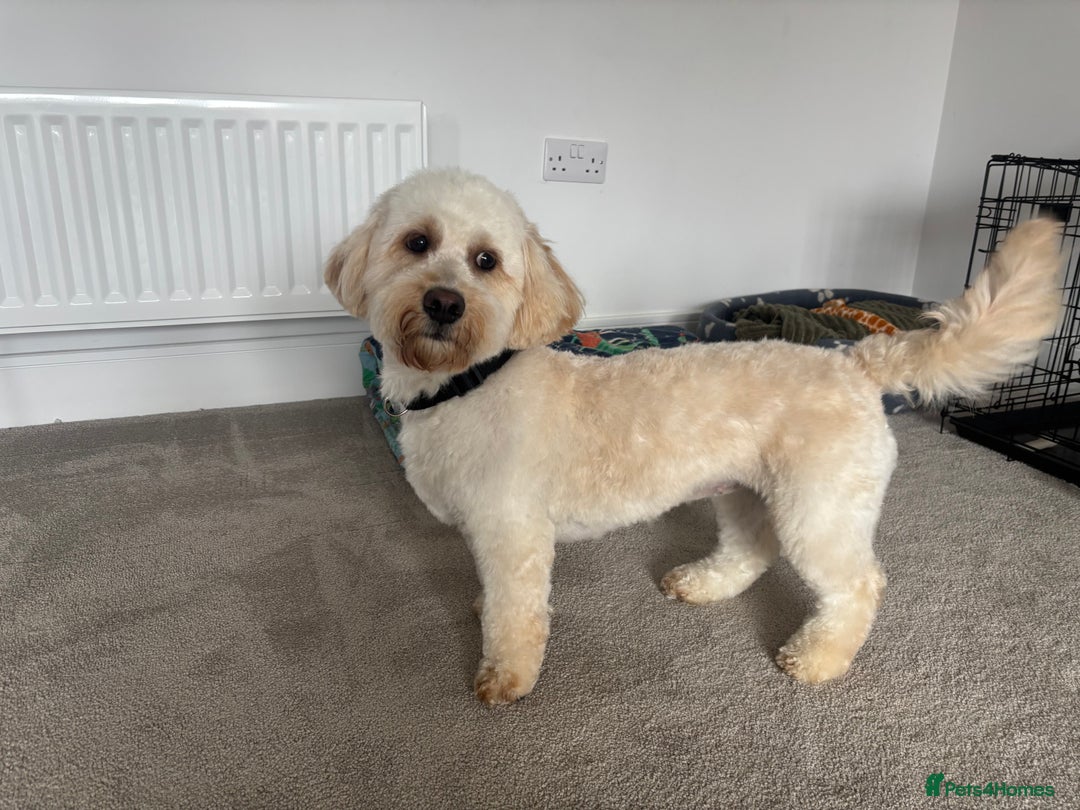 Labradoodle dogs for sale: Mini labradoodle  - Image 1