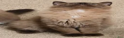 Ragdoll cats for sale: Purebred Cherubim (Mink) & Traditional Ragdolls - Advert 10