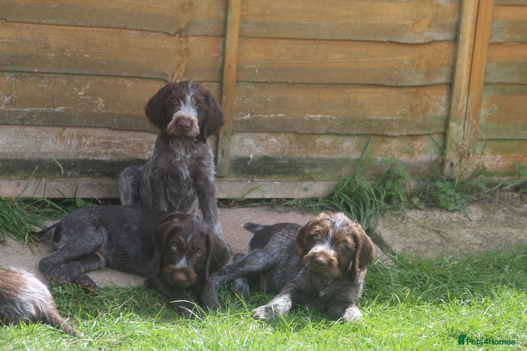 German Wirehaired Pointer dogs for sale: Beautiful Gwps puppies - Image 15