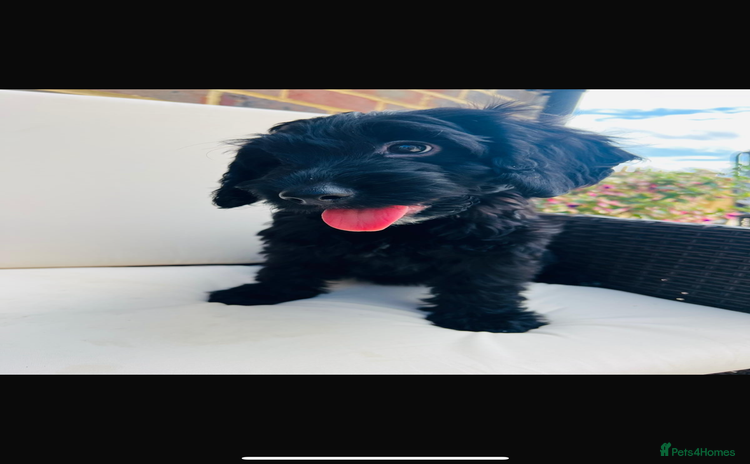 Cockapoo dogs in Ashford - Advert 2
