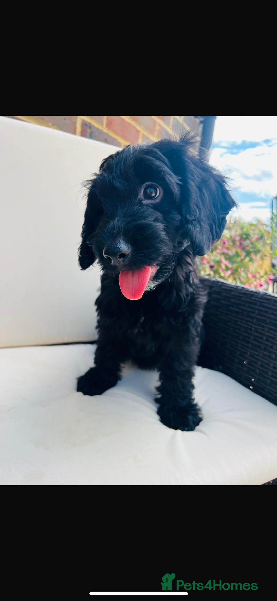Cockapoo dogs for sale: Exceptional F1 Cockapoo health tested  puppies  in Ashford - Image 1