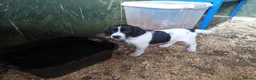 Sprocker dogs for sale: Quality Sprocker Spaniels  - Advert 26