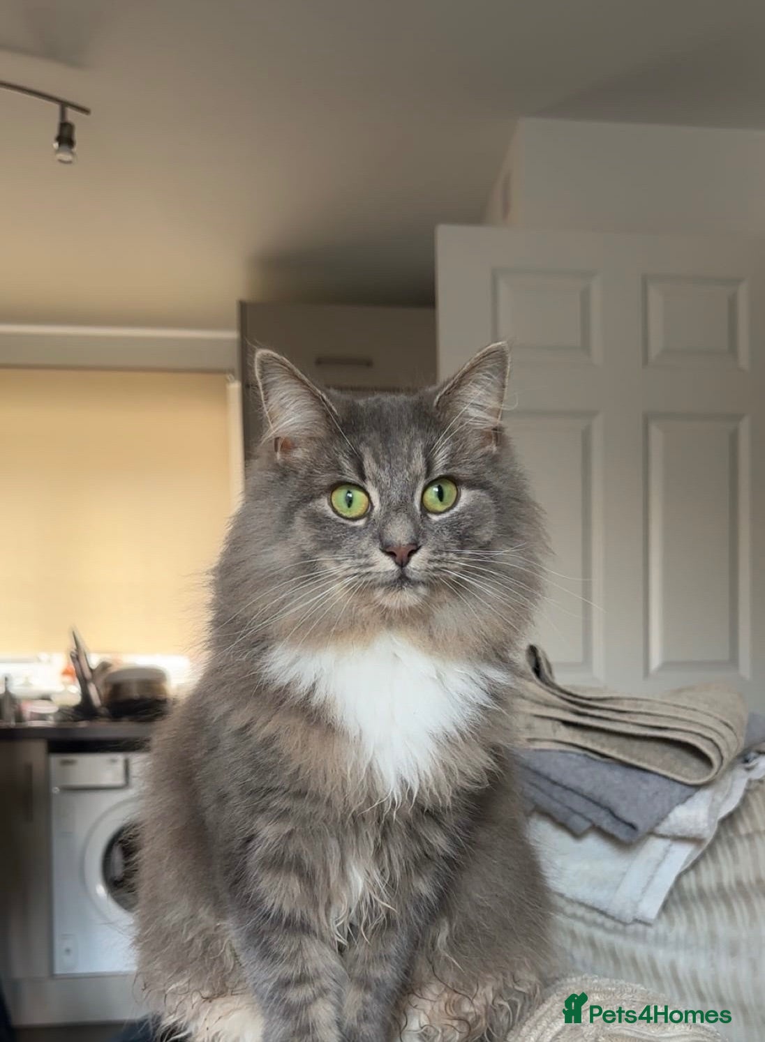 Mixed Breed cats Opal - Long Haired Cat - Advert 1