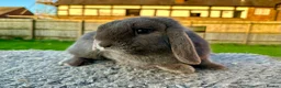 Mini Lop rabbits for sale: Grey mini lop girl ready to leave - Advert 4