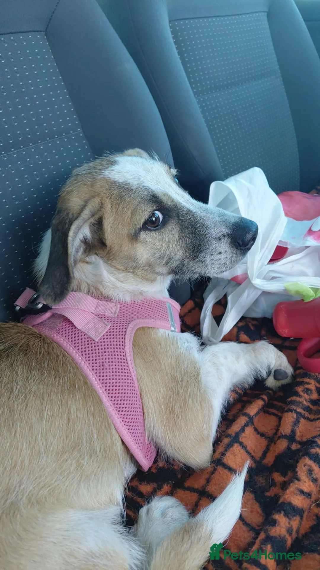 Mixed Breed dogs for adoption: 💖 Meet JESSICA 💖 - a story of Strength and Love - Advert 8