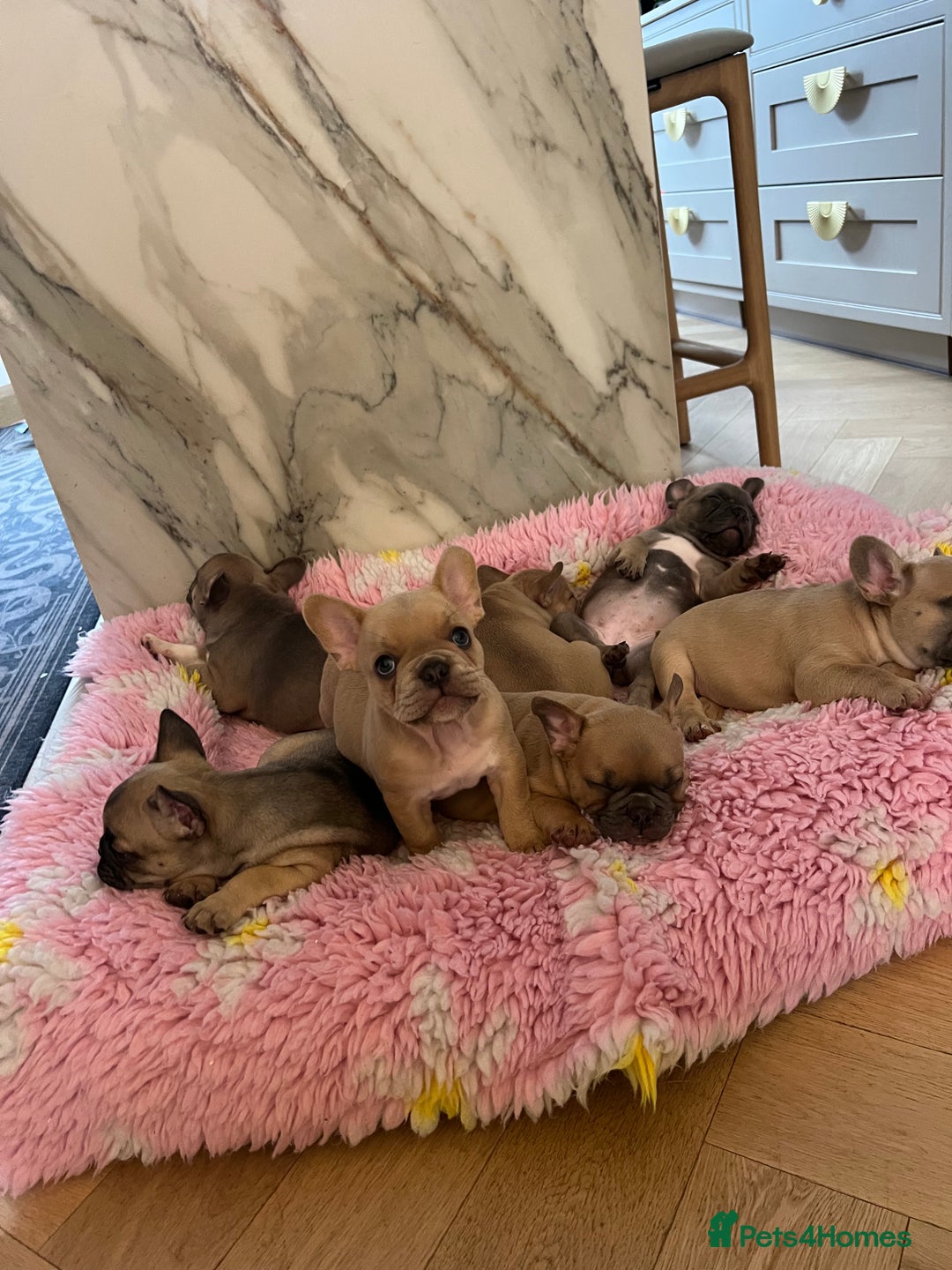 French Bulldog dogs for stud: PROVEN STUD Louis Isabella, Rojo Visual Fluffy in London - Advert 11