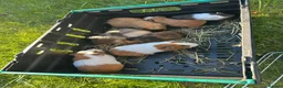 Guinea Pig rodents for sale: Guinea pig in Willenhall - Advert 1