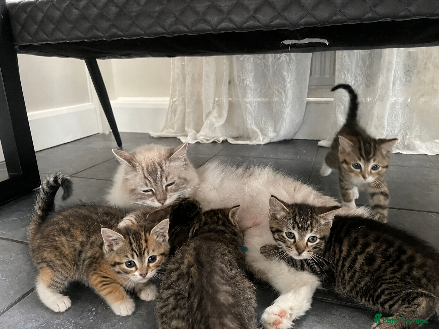 Ragdoll cats X5 Beautiful Ragdoll X kittens for sale  - Advert 14