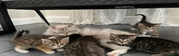 Ragdoll cats for sale: X5 Beautiful Ragdoll X kittens for sale  - Advert 1