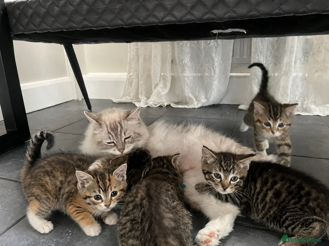 Ragdoll cats for sale: X5 Beautiful Ragdoll X kittens for sale  - Advert 1