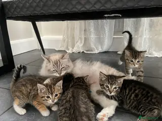 Ragdoll cats X5 Beautiful Ragdoll X kittens for sale - Advert 3