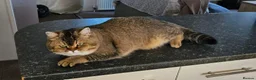 British Shorthair cats for sale: Beautiful registered Blue Golden, Lilac Golden  - Advert 12