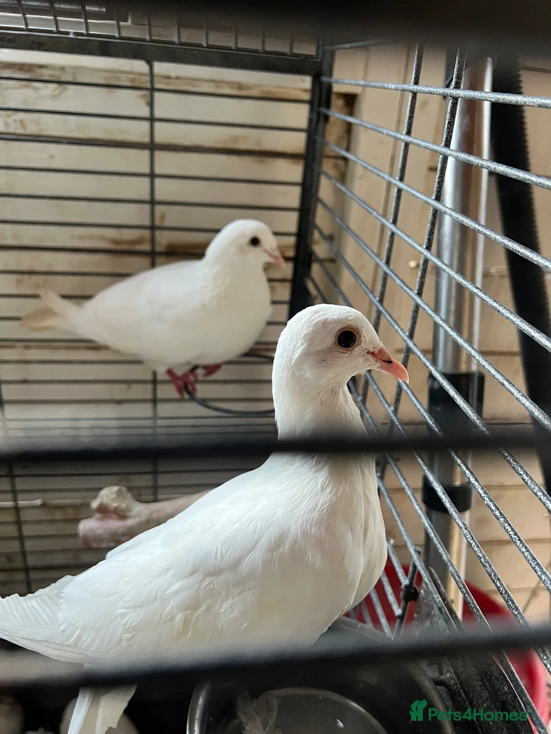 Doves birds for sale: White Doves - Advert 5