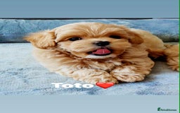 Maltipoo dogs for sale: Tiny F1 Asian Maltipoo puppies. Ready now! - Image 18