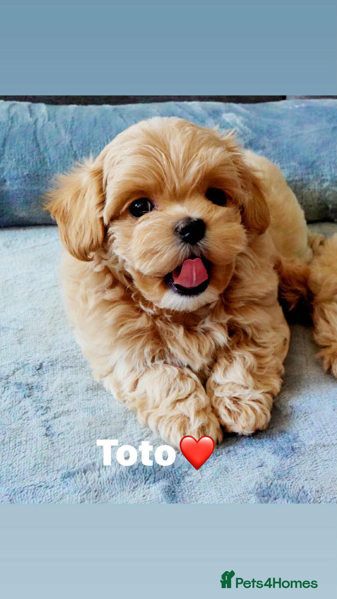 Maltipoo dogs for sale: Tiny F1 Asian Maltipoo puppies. Ready now! - Image 18