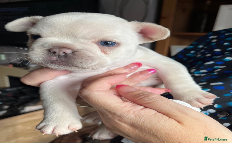 French Bulldog dogs - Advert 5