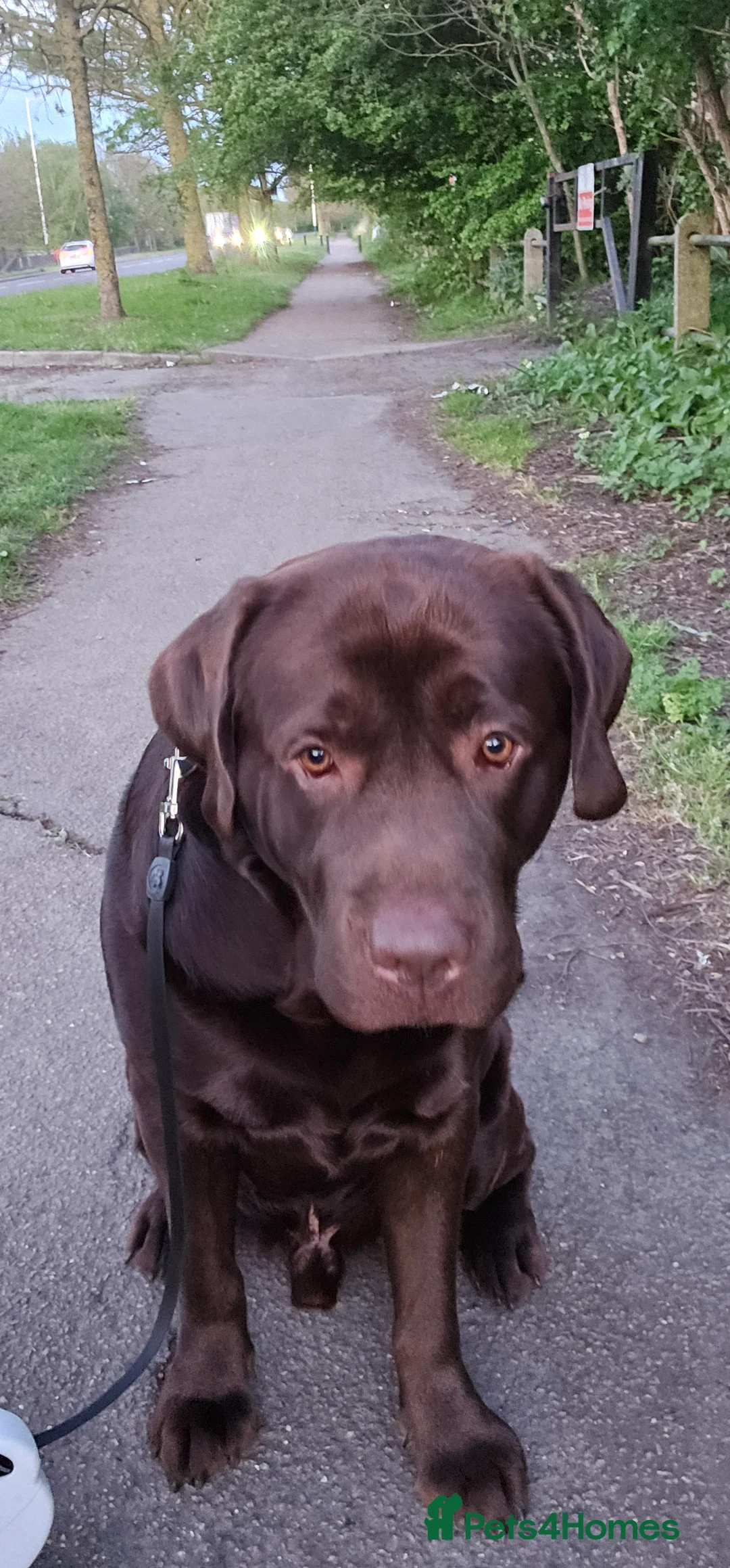 Labrador Retriever dogs for stud: Mr. Aj - Advert 11