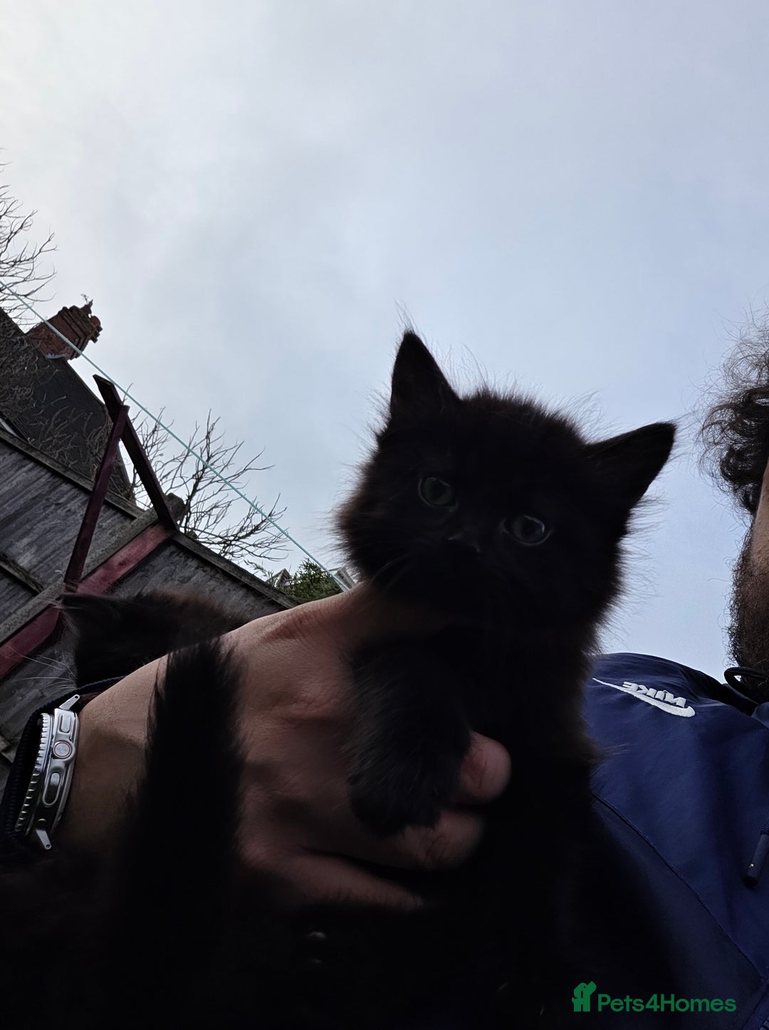 Mixed Breed cats for sale: Cute kittens for sale NEED GONE ASAP  - Advert 5