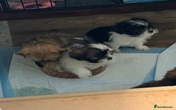 Zuchon dogs for sale: Bichon x Westie x Shih zu  - Advert 32