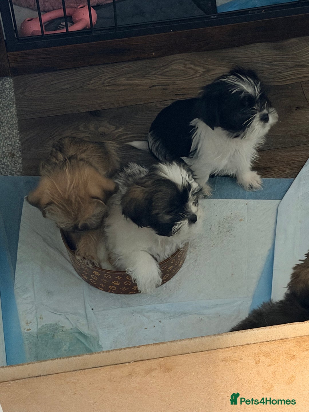 Zuchon dogs for sale: Bichon x Westie x Shih zu  - Advert 32