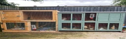 Lionhead rabbits for sale: Lionhead Male and Dwarf Lop Female  in Shrewsbury - Advert 6