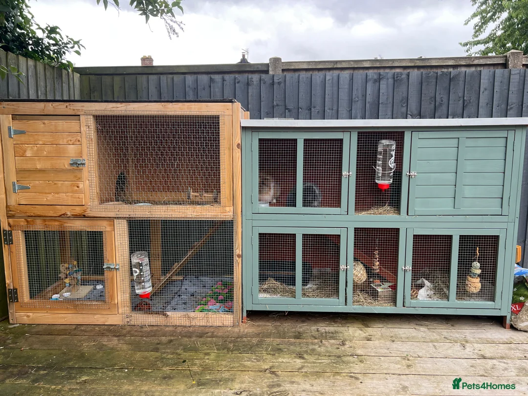 Lionhead rabbits for sale: Lionhead Male and Dwarf Lop Female  in Shrewsbury - Advert 6