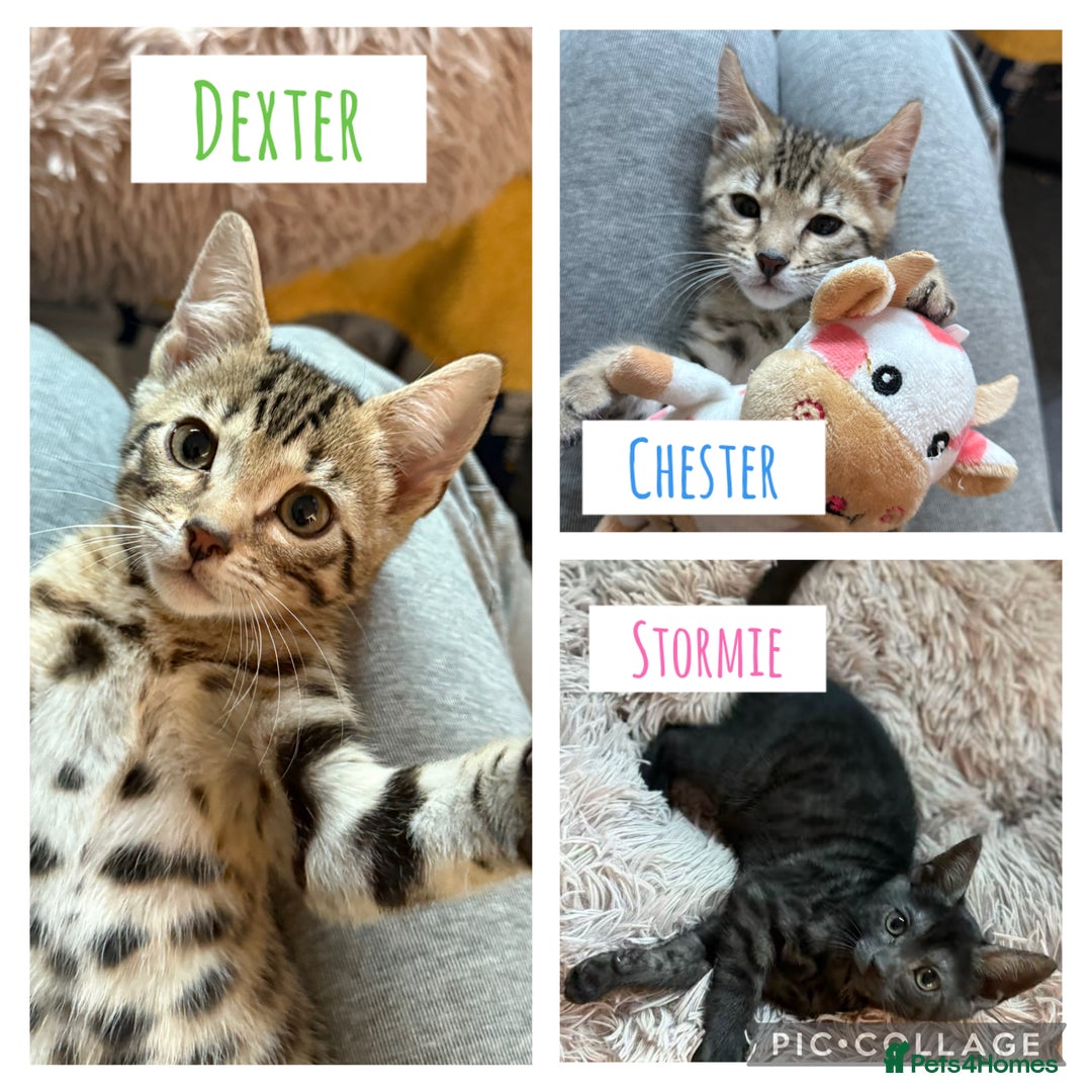 Bengal cats for sale: Three Bengals Ready to go 🩶🖤🤍 - Image 1