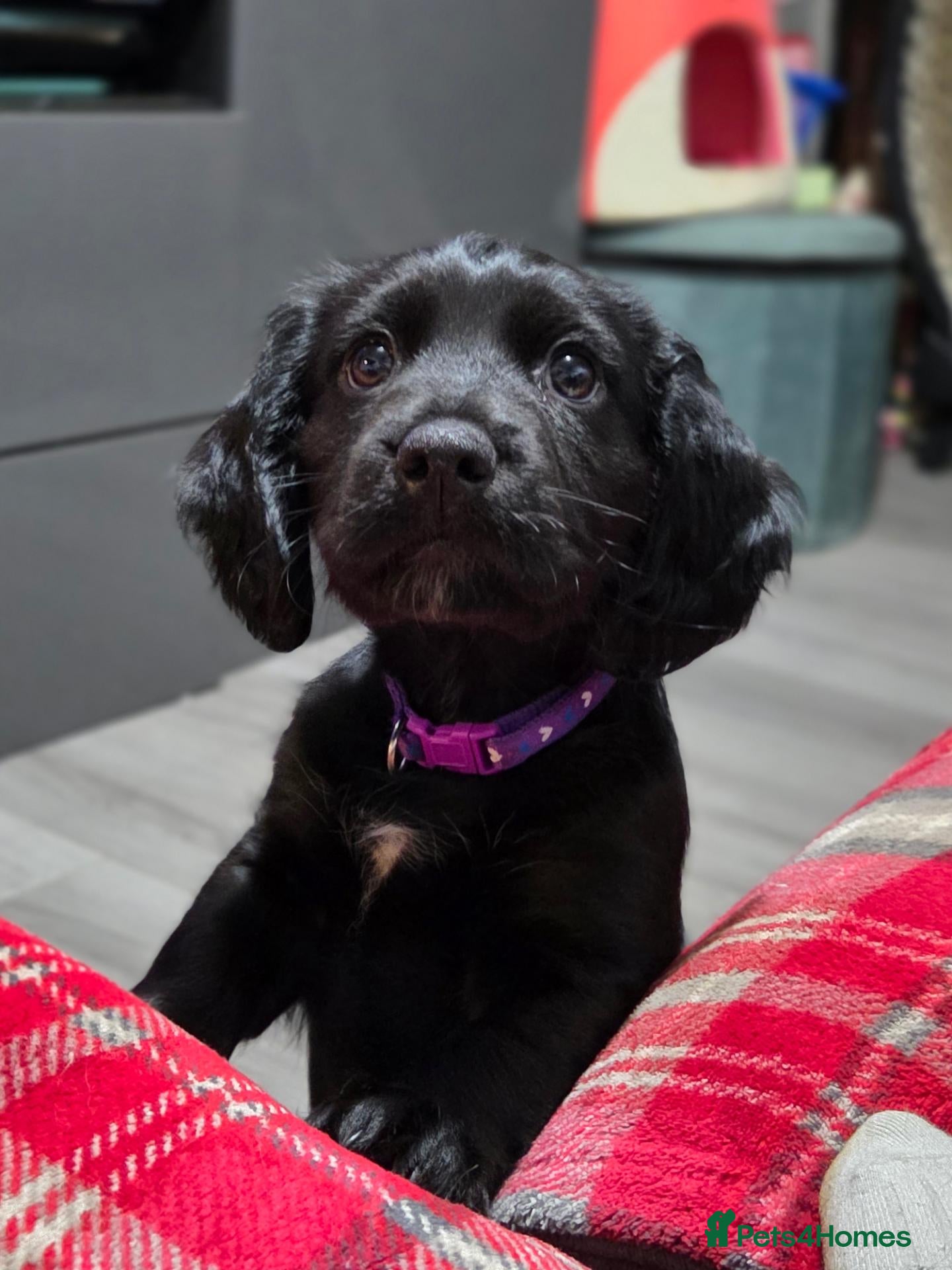Mixed Breed dogs Field spaniel cross puppies kc Activity registered - Advert 13