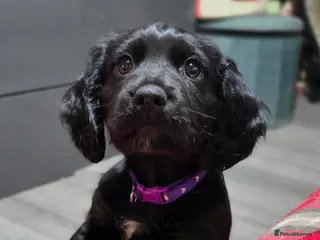 Mixed Breed dogs Field spaniel cross puppies kc Activity registered - Advert 13