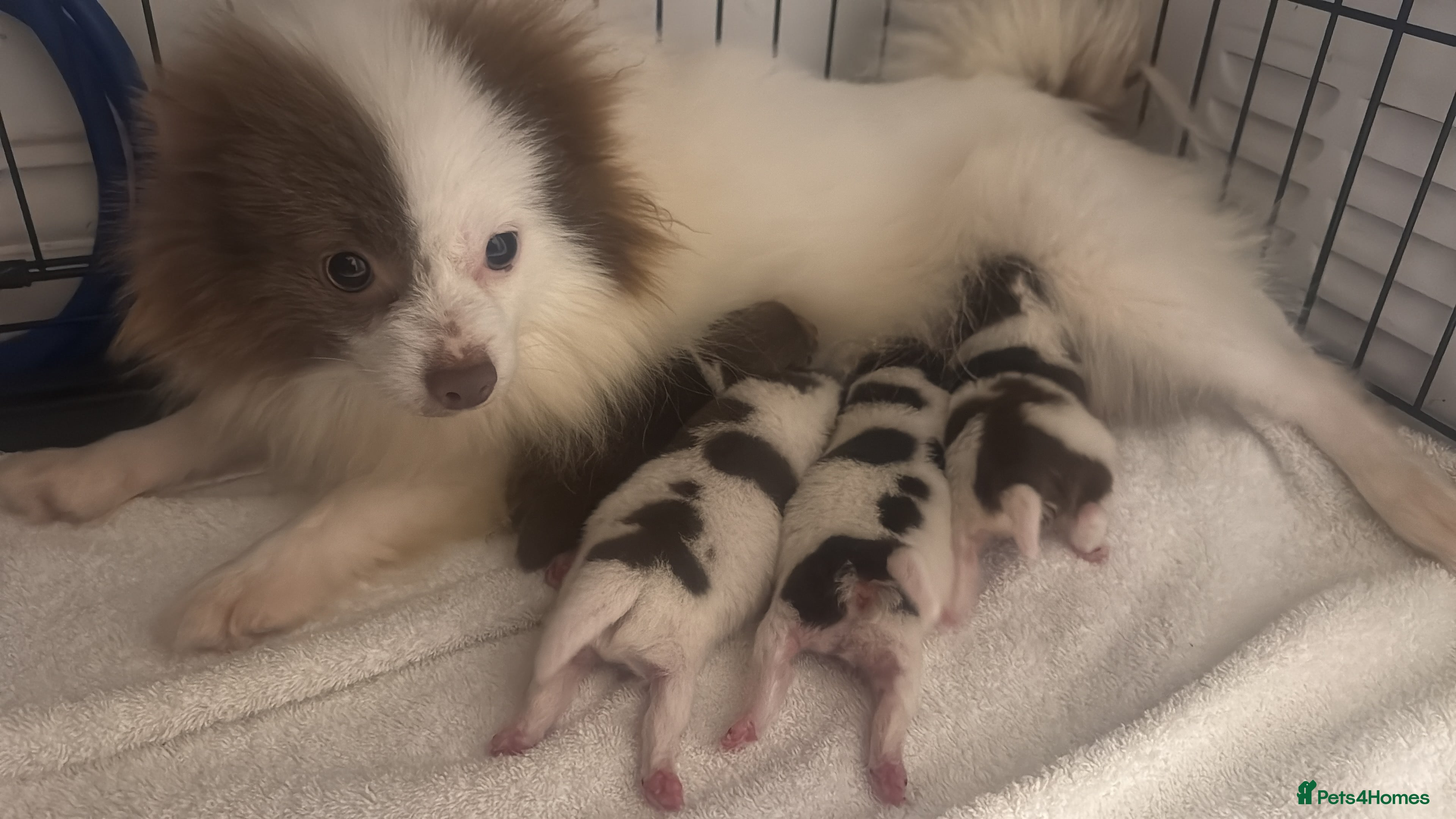 Pomeranian dogs Beautiful chocolate parti poms 🤎🤍 - Advert 4