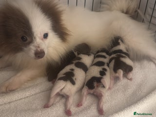 Pomeranian dogs Beautiful chocolate parti poms 🤎🤍 - Advert 3