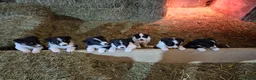 Border Collie dogs for sale: Border Collie Pups - Advert 2