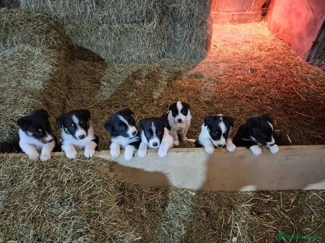 Border Collie dogs for sale: Border Collie Pups - Advert 2