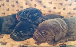 Labrador Retriever dogs for sale: Working Labrador puppies - Image 1